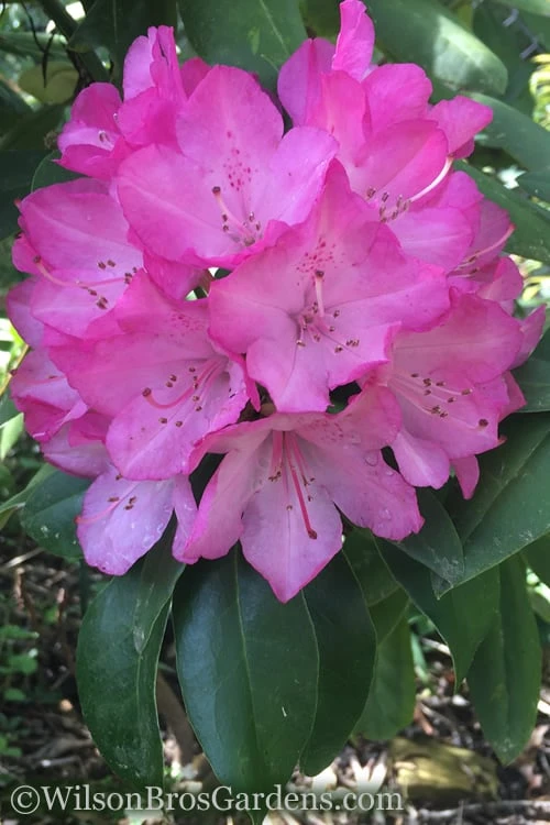 Southgate 'Radiance' Rhododendron - 2 Gallon Pot - Image 4