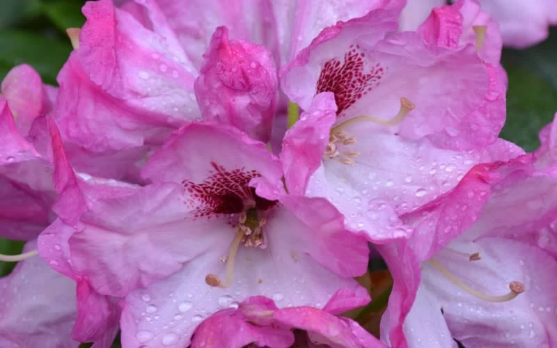 Southgate 'Radiance' Rhododendron - 2 Gallon Pot - Image 6