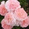 Apricot Drift Dwarf Rose - 3 Gallon Pot