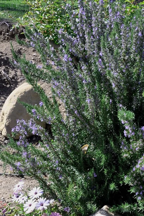 Barbeque Rosemary Plant - 6 Pack Of Pint Pots - Image 4