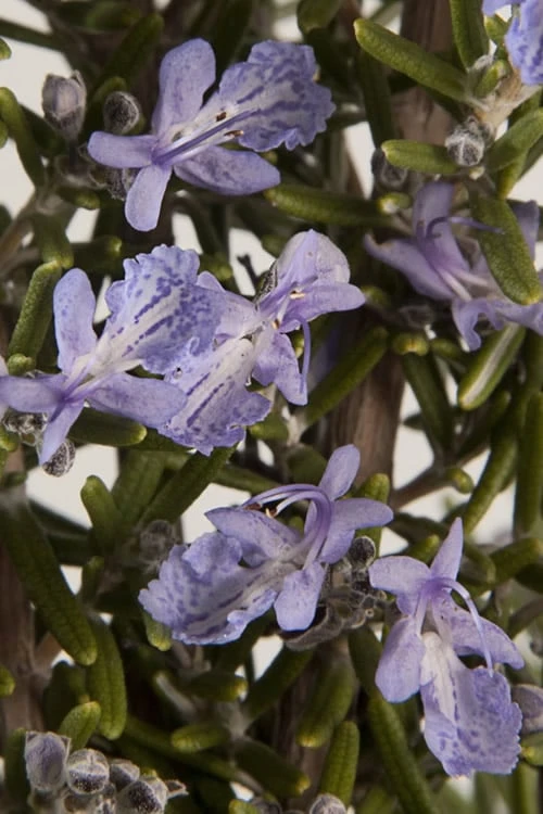 Barbeque Rosemary Plant - 6 Pack Of Pint Pots - Image 5
