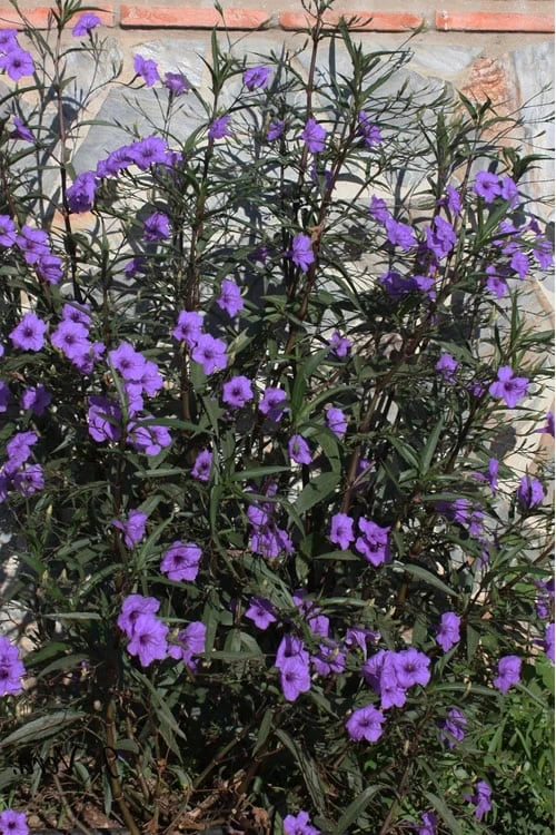 Purple Showers Mexican Petunia - Ruellia - 1 Gallon Pot - Image 4