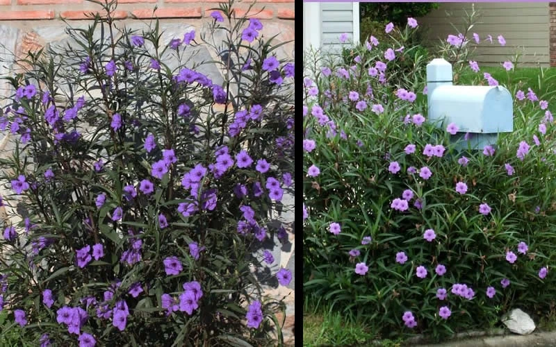 Purple Showers Mexican Petunia - Ruellia - 1 Gallon Pot - Image 5