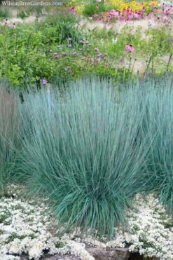 Prairie Blues Little Bluestem Grass (Schizachyrium Scoparium) - 8 Pack Of 1 Gallon Pots