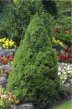 Dwarf Alberta Spruce - 1 Gallon Pot