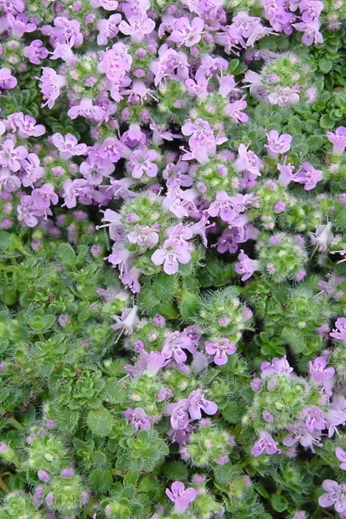 Elfin Creeping Thyme - Thymus Serpyllum Elfin - 3 Pack Of Pint Pots - Image 6