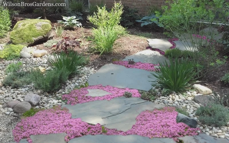 Pink Chintz Thyme - Thymus Serpyllum - 6 Pack Of Pint Pots - Image 5