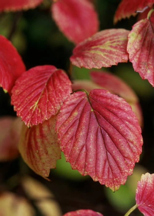 Chicago Luster Arrowwood Viburnum - 1 Gallon Pot - Image 7