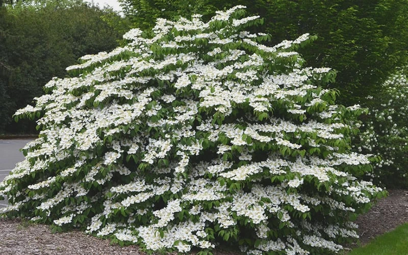 Shasta Doublefile Viburnum - 3 Gallon Pot - Image 4