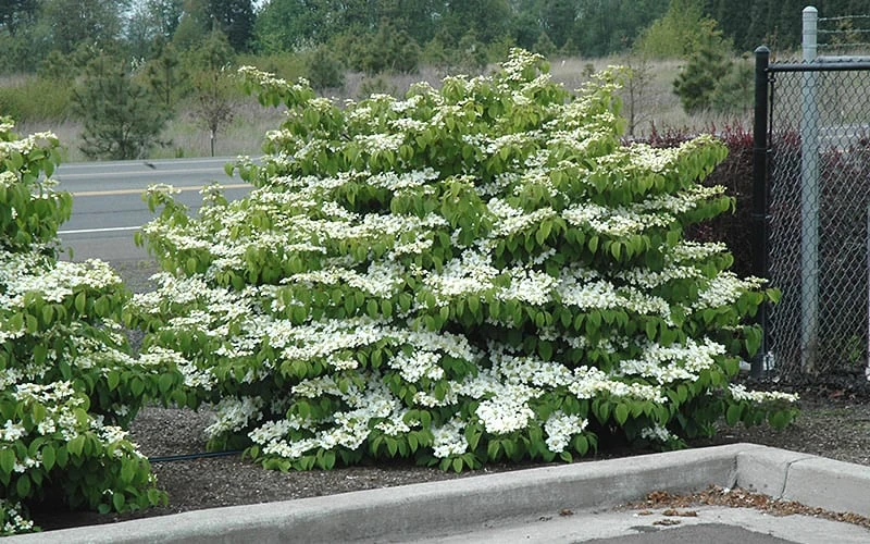 Shasta Doublefile Viburnum - 6 Pack Of 1 Gallon Pots - Image 5