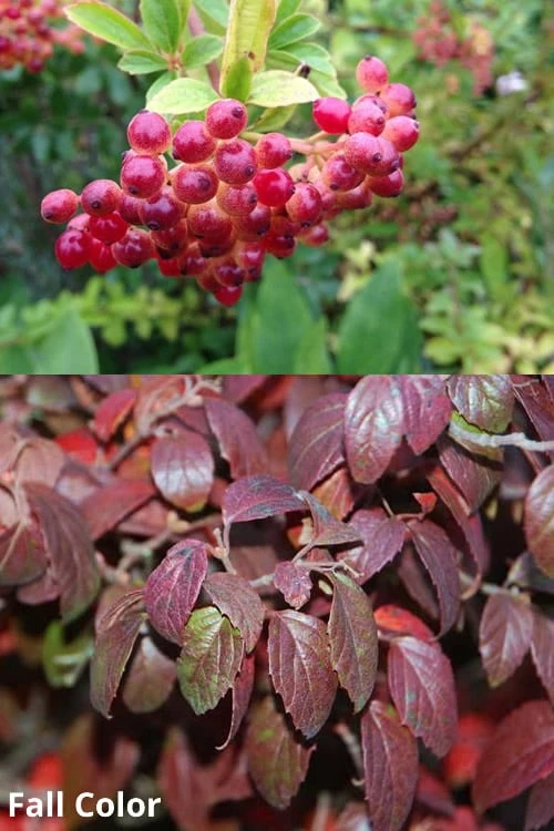 Snow Joey Viburnum - 3 Gallon Pot - Image 5