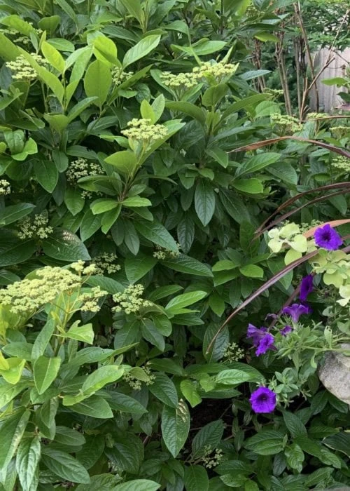 Winterthur Viburnum - 3 Gallon Pot - Image 7