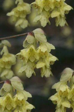 Winterthur Winterhazel (Corylopsis) - 2 Gallon Pot