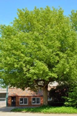 Box Elder Maple Tree (Acer Negundo) - 1 Gallon Pot