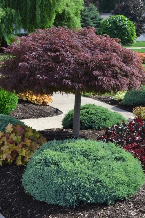 Crimson Queen Dwarf Japanese Maple (High Graft Tree Form) - 2 Gallon Pot - Image 6