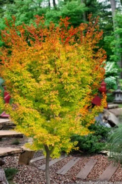 Fjellheim Dwarf Coral Bark Japanese Maple - 3 Gallon Pot