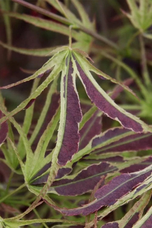 Manyo No Sato Purple Leaf Japanese Maple - 5 Gallon Pot - Image 4