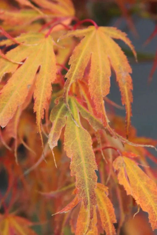 Manyo No Sato Purple Leaf Japanese Maple - 5 Gallon Pot - Image 6
