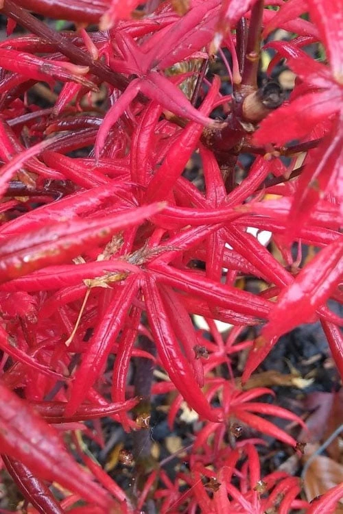 Peve's Starfish Japanese Maple - 3 Gallon Pot - Image 8