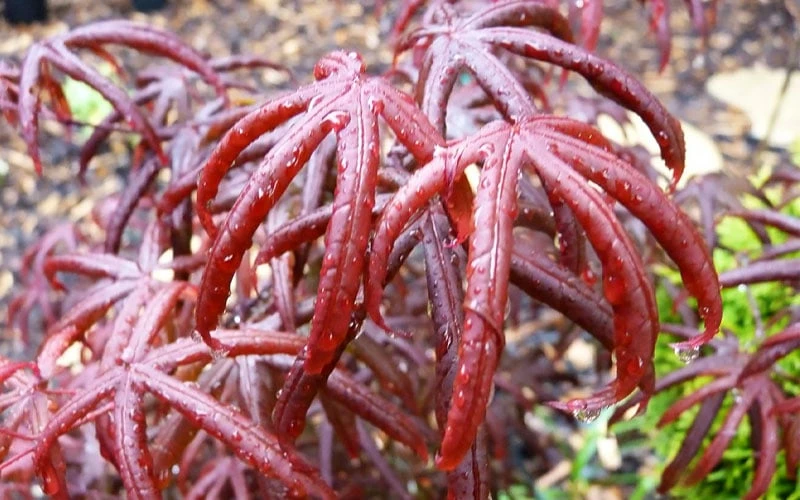 Peve's Starfish Japanese Maple - 3 Gallon Pot - Image 10