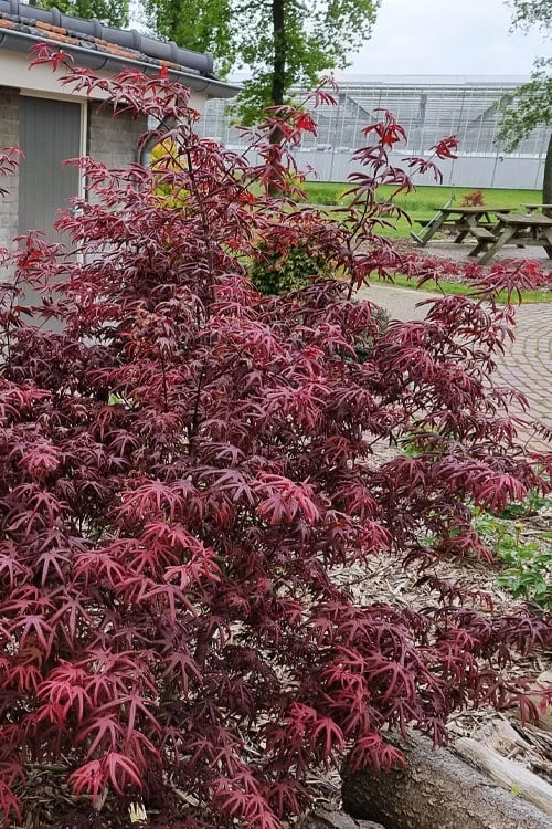 Peve's Starfish Japanese Maple - 3 Gallon Pot - Image 4