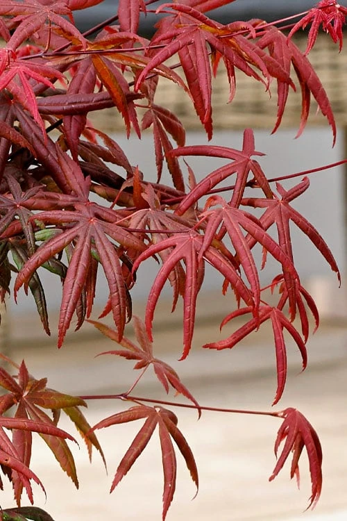 Peve's Starfish Japanese Maple - 3 Gallon Pot - Image 11