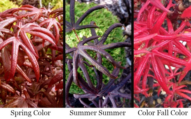 Peve's Starfish Japanese Maple - 3 Gallon Pot - Image 5