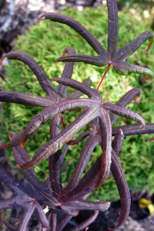 Peve's Starfish Japanese Maple - 3 Gallon Pot - Image 7