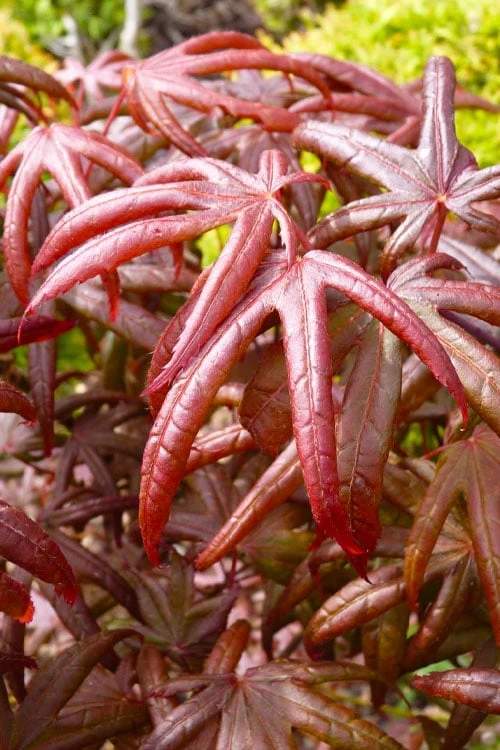 Peve's Starfish Japanese Maple - 3 Gallon Pot - Image 6