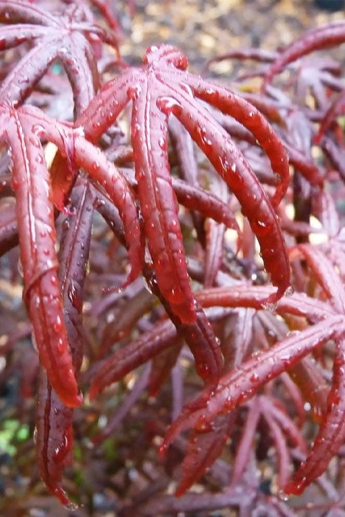 Peve's Starfish Japanese Maple - 3 Gallon Pot - Image 9