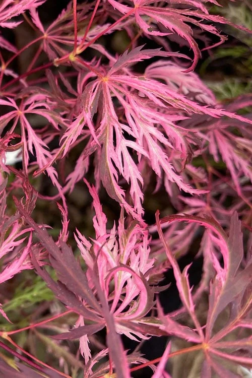 Pink Ballerina Japanese Maple - 1 Gallon Pot - Image 4