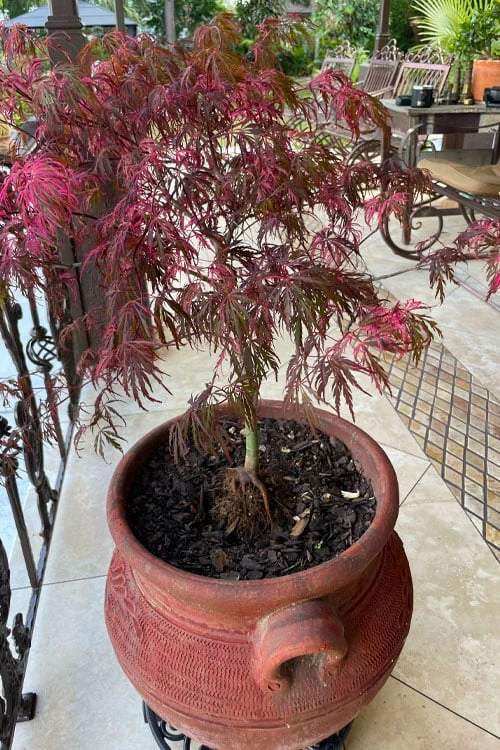 Pink Ballerina Japanese Maple - 1 Gallon Pot - Image 5