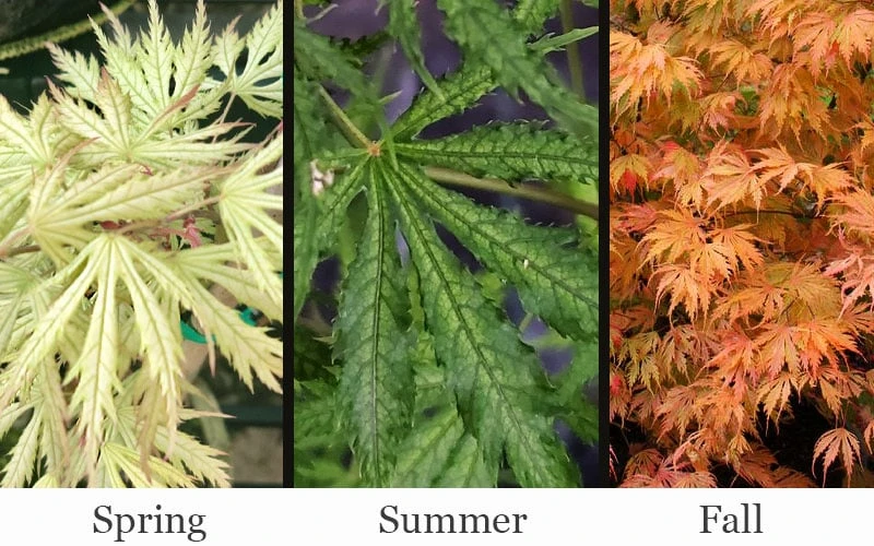 Sister Ghost Japanese Maple - 3 Gallon Pot (4-5') - Image 4