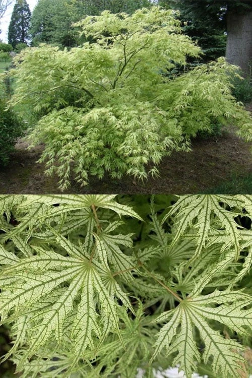 Sister Ghost Japanese Maple - 3 Gallon Pot (4-5') - Image 5