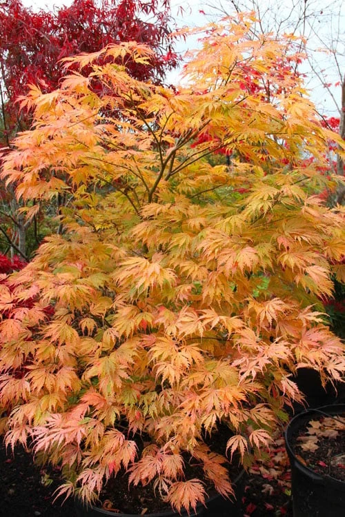 Sister Ghost Japanese Maple - 3 Gallon Pot (4-5') - Image 7