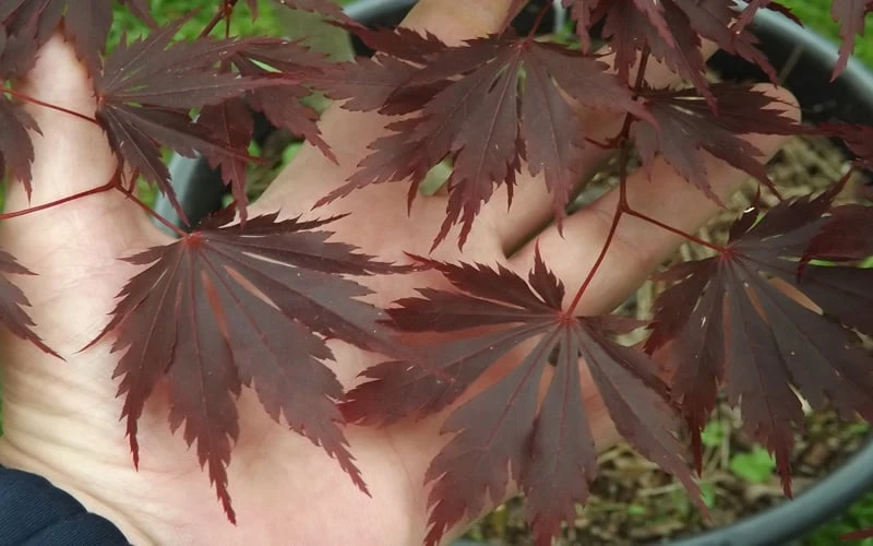 Yasemin Full Moon Japanese Maple - 5 Gallon Pot - Image 6
