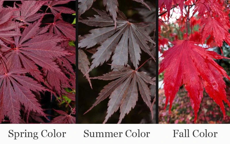 Yasemin Full Moon Japanese Maple - 5 Gallon Pot - Image 4