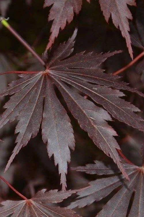 Yasemin Full Moon Japanese Maple - 5 Gallon Pot - Image 7