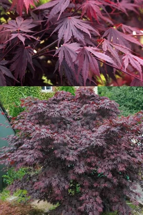 Yasemin Full Moon Japanese Maple - 5 Gallon Pot - Image 5