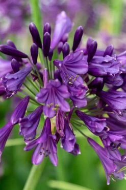 Ever Amethyst Agapanthus (Lily Of The Nile) - 3 Gallon Pot