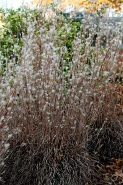 Black Mountain Bluestem Grass (Andropogon Ternarius) - 1 Gallon Pot