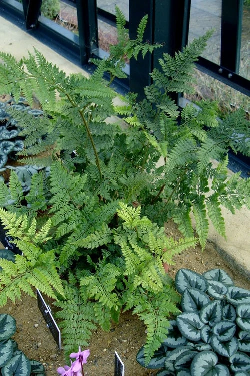 Shiny Bristle Fern - 1 Gallon Pot - Image 5