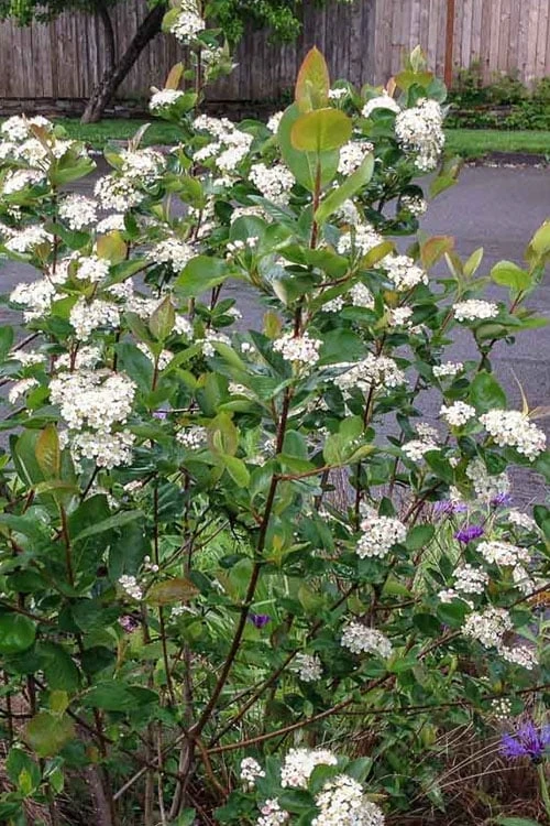 Red Chokeberry (Aronia Arbutifolia) - 3 Gallon Pot - Image 5