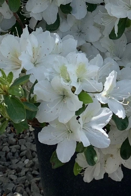 Girard's Pleasant White Azalea - 1 Gallon Pot - Image 7