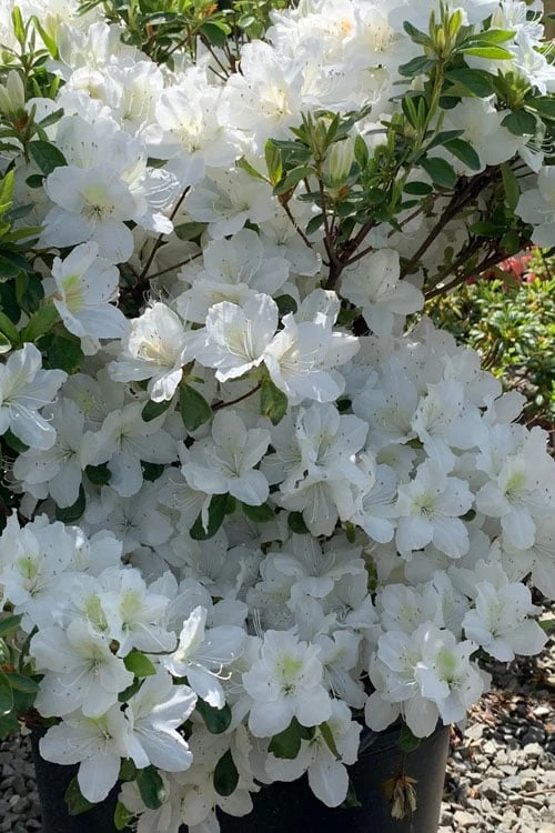 Girard's Pleasant White Azalea - 1 Gallon Pot