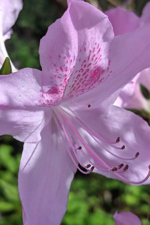 Gulf Pride Fragrant Southern Indica Azalea - 3 Gallon Pot - Image 5