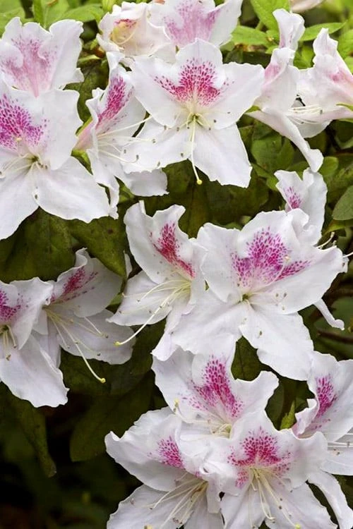 Joga Satsuki Azalea - 6 Pack Of 1 Gallon Pots - Image 4