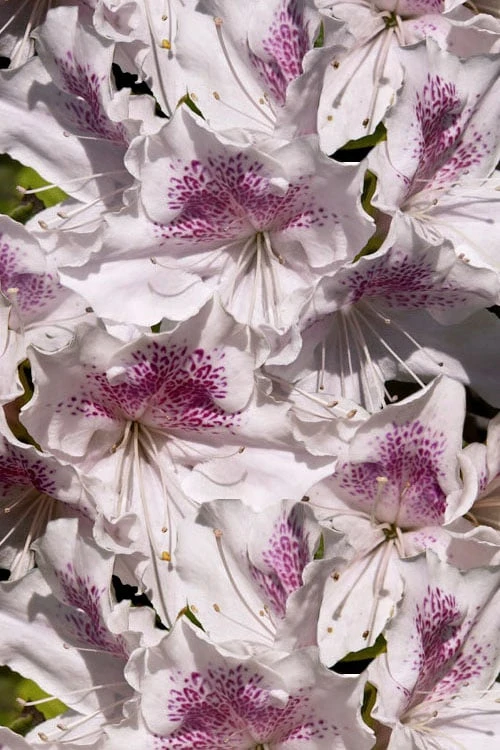 Joga Satsuki Azalea - 6 Pack Of 1 Gallon Pots - Image 6