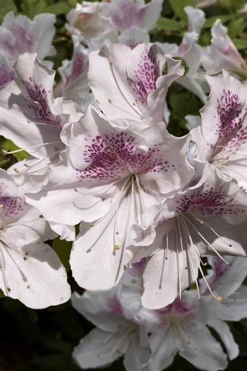 Joga Satsuki Azalea - 6 Pack Of 1 Gallon Pots