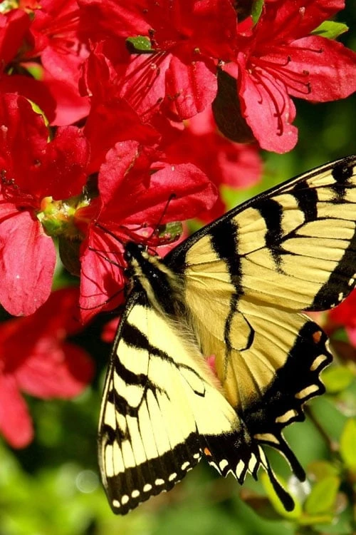 Midnight Flare Azalea - 3 Gallon Pot - Image 5